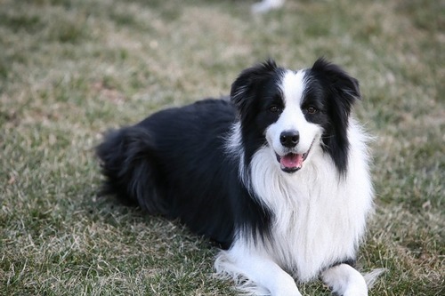 Border Collie