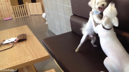 ケンカを始めた犬2匹と仲裁する1匹01