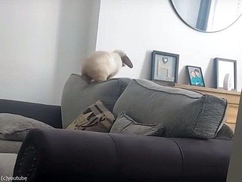 ジャンプに失敗するウサギ