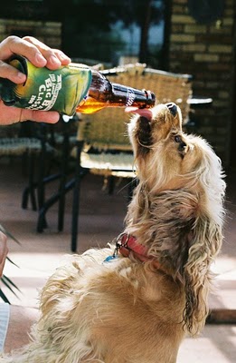 ビール大好き犬02