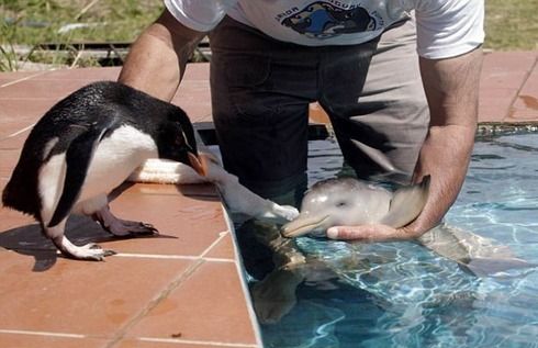 イルカの赤ちゃん02