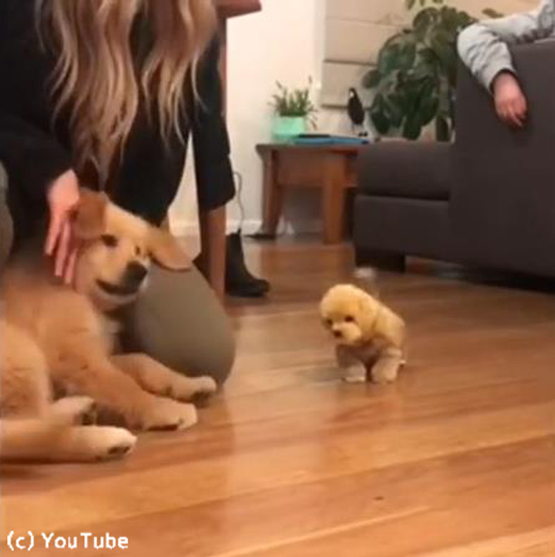 小さなワンちゃん おもちゃの犬に激しく嫉妬する 動画 らばq