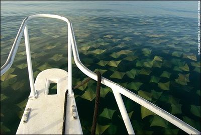 海面を幻想的に埋めつくす黄金のエイの大移動02