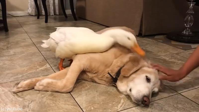 アヒルが犬に やきもち を焼く キュートな関係 動画 らばq アヒルが犬に やきもち を焼く キュートな関係 動画 らばq
