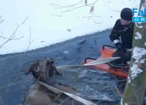 湖に落ちた鹿を救助02