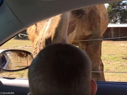 ���ޤ˥�����Ϳ����Ȥ�00