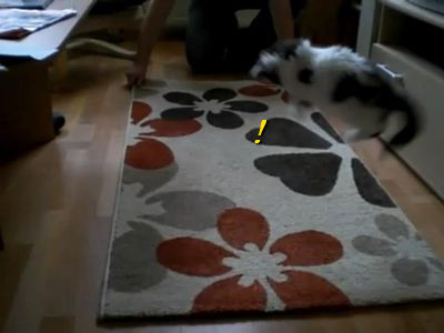 絨毯に驚いて跳びはねる子猫