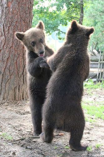 森からやってきたクマの子供たちが犬と出会った そして相撲を取った らばq 森からやってきたクマの子供たちが犬と出会った そして相撲を取った らばq
