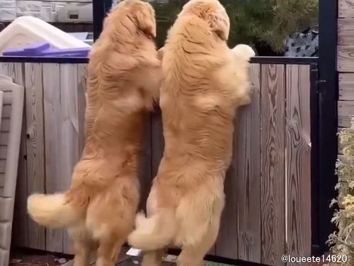 2匹並んでシッポをフリフリする犬