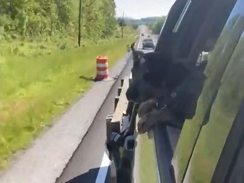 道路のコーンを食べようとする犬00