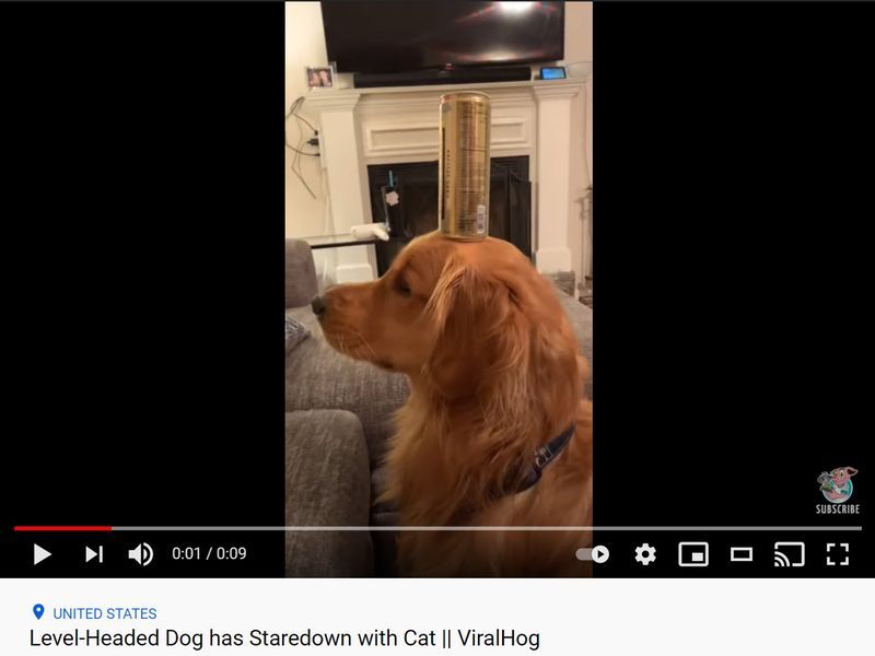 うちの犬は猫をひたすら見つめるので ためしに頭に缶を載せてみた 動画 らばq