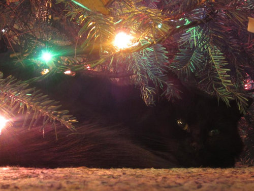 猫が見つからない04