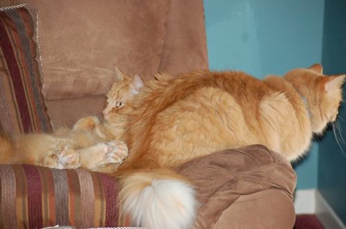 猫が鳥を見るポーズ06