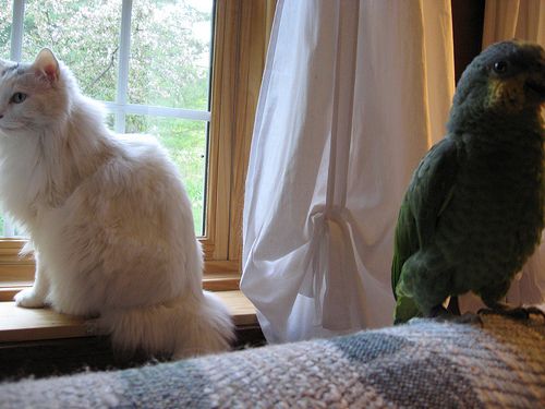 インコと猫15