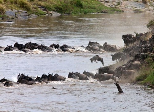 ヌーを助けるカバ03