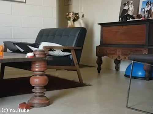 クリスマスが待ちきれない犬01