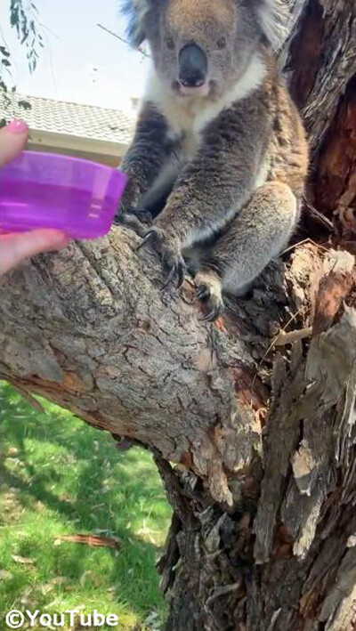 コアラにお水を差しだしたら…ゴクゴク飲み始めた!01