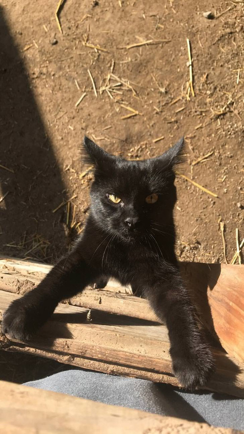 100�ɥ�ʲ����㤤ʪ03