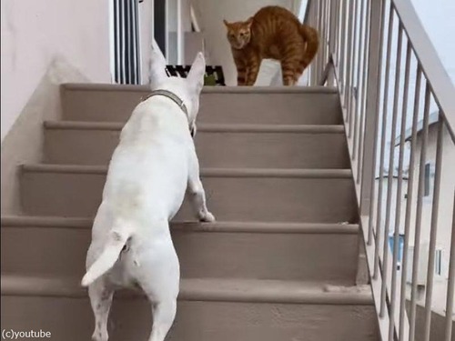 猫に拒否される犬