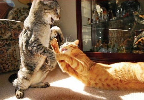 猫を飼った時の理想と現実08