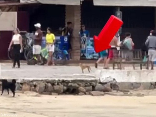 犬は聴力もすごい…遠く離れた対岸の口笛を聴いて駆けつける