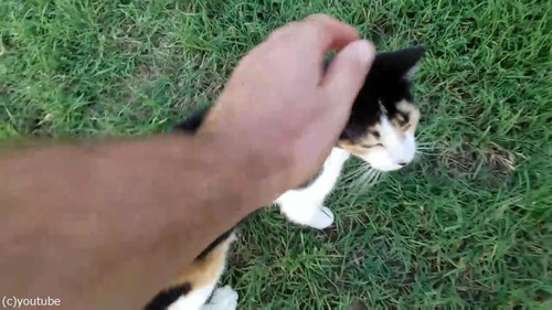 ライオンを挑発する猫01