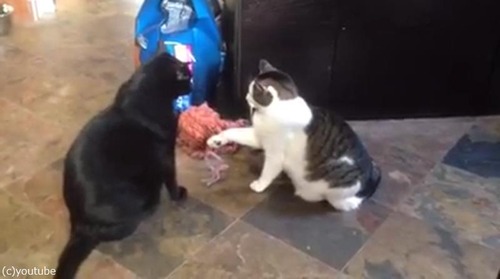 猫パンチしない猫01