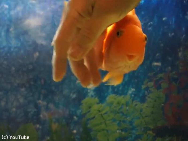 魚ってこんなに人間に懐くんだなぁ 動画 らばq