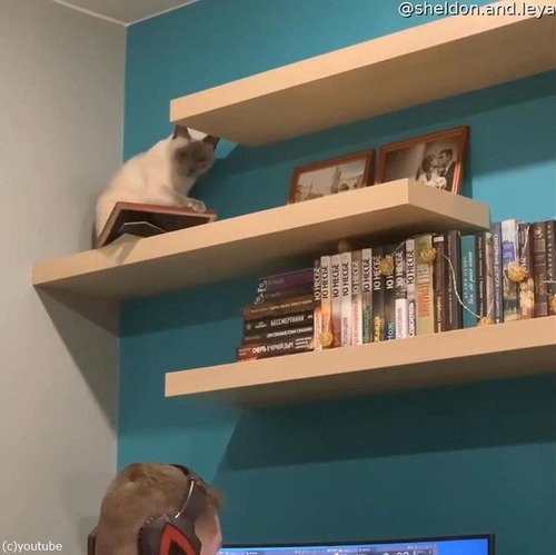 頭上の棚から物を落とす猫03