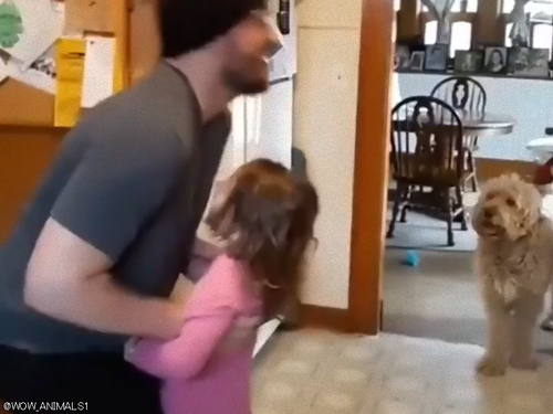 娘を高い高いしたら大きな犬が嫉妬してきたので…パパが期待に応えるとき