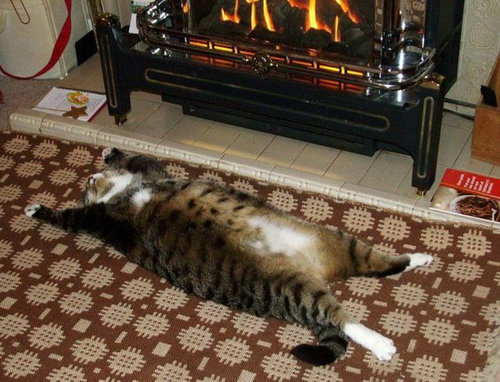 なぜ猫はえらいのか08