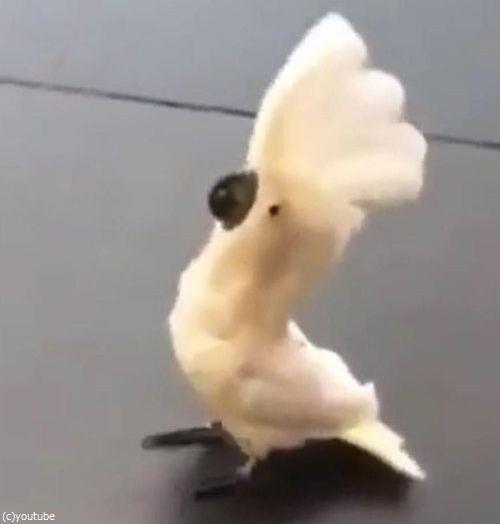 犬のように吠えるオウム03