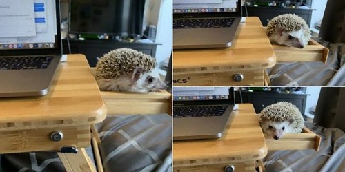 自宅で仕事する人々のペット自慢10