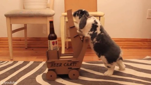 ビールを持ってきてくれるウサギ04