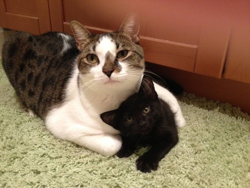 新しい猫がやってきた01