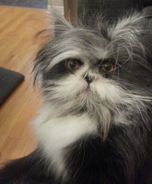 なんて迫力ある猫なの 世界一の威厳 を持つと人気の顔がこちら らばq なんて迫力ある猫なの 世界一の威厳 を持つと人気の顔がこちら らばq