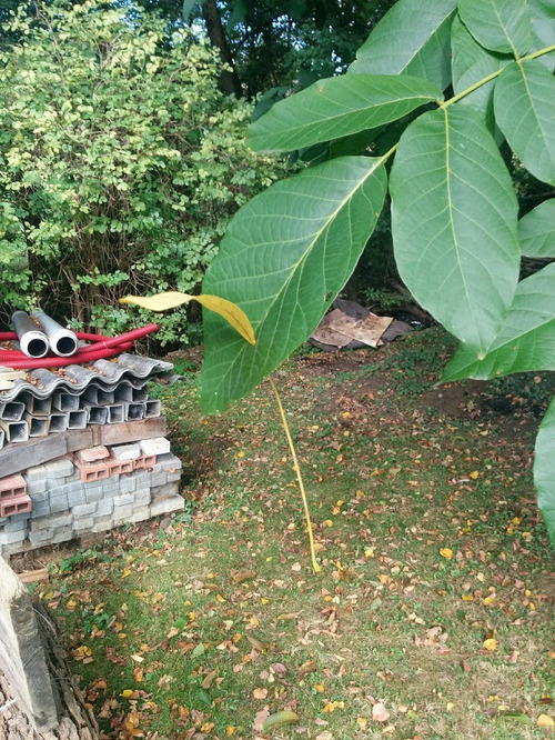 09��̿�Ϥ򴶤��뿢ʪ����