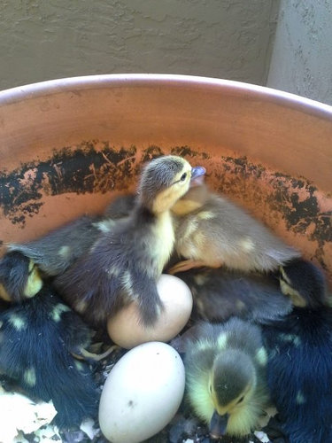 ベランダにカモが引っ越し09