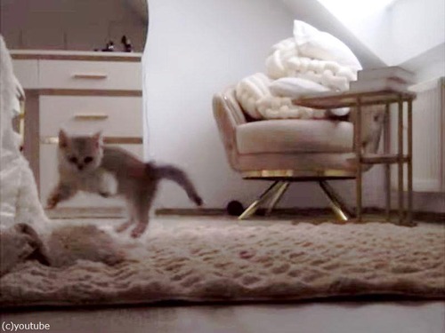 留守番の子猫が寂しがってないかカメラを確認したら…めちゃくちゃ楽しんでいた（動画）