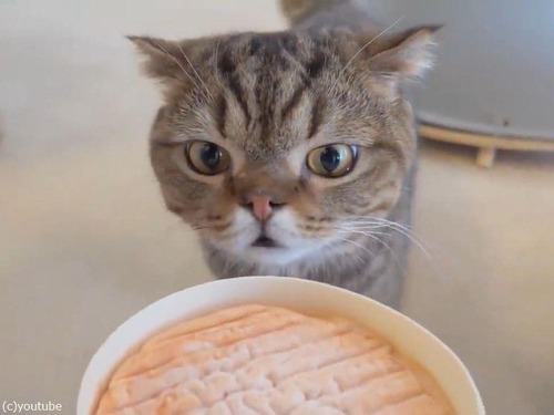 においが強烈なチーズと猫00