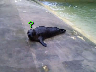 アザラシの移動