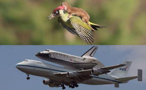 オゴジョとアオゲラ03