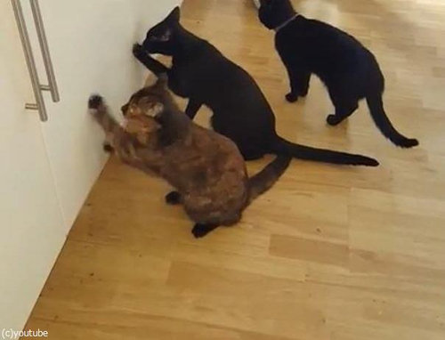 猫2匹が戸棚を連打01