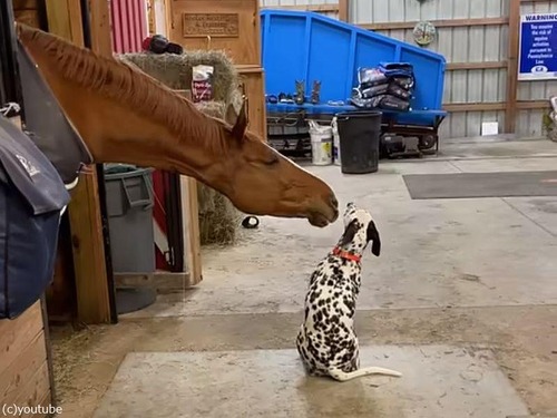 犬に恋する馬「キスしてもいい？」（動画）
