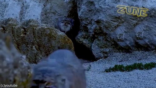 眠れない夜におすすめのマヌルネコ動画03