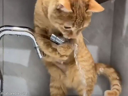 蛇口の水が止まらなくてあせる猫「止まらないニャ!?」