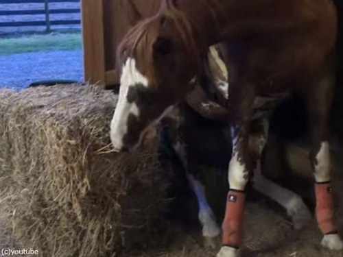 イスに座って食事する馬