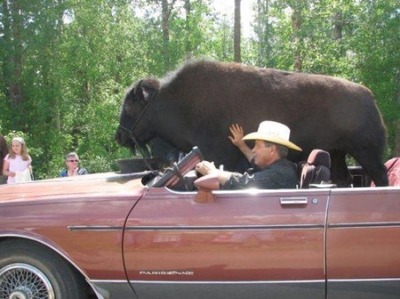 バッファロー09