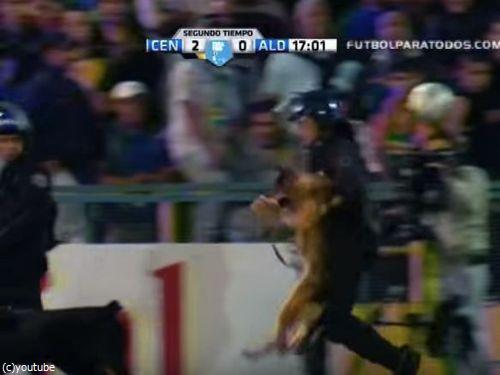 サッカーと警察犬05