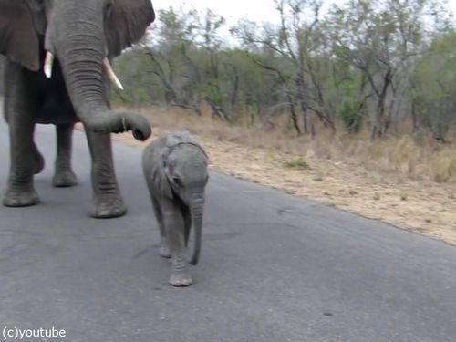 赤ちゃんゾウを守る母親ゾウ05